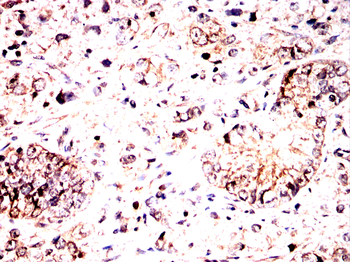 PLCG1 Antibody