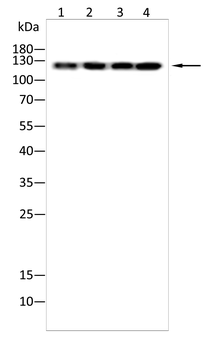 VCL Antibody