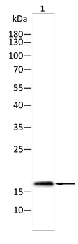 CALCA Antibody