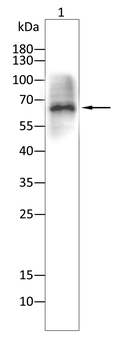 ESR1 Antibody