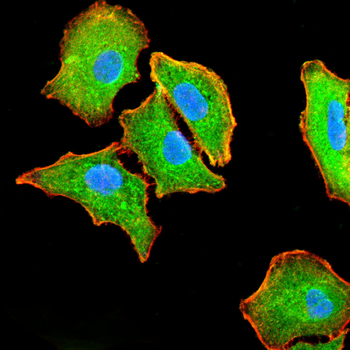 CXCL12 Antibody