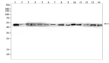 NF2 Antibody