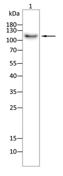 HDAC4 Antibody
