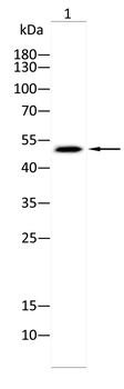 PPARD Antibody
