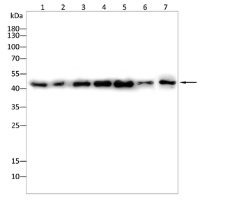 STING1 Antibody