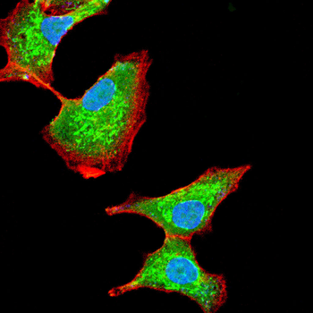 ALYREF Antibody