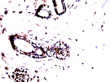 ALYREF Antibody
