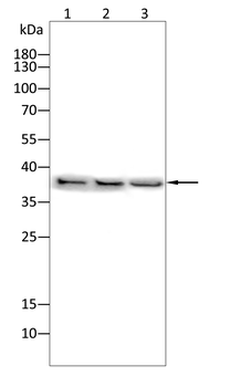 ALYREF Antibody