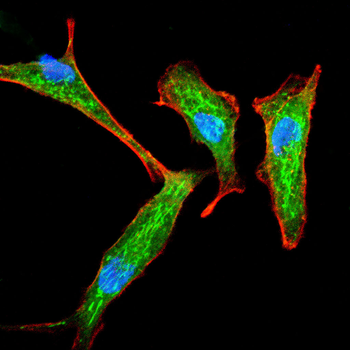 ALYREF Antibody