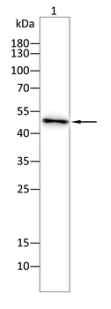CCNE2 Antibody