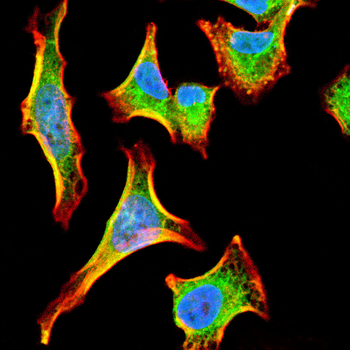 DDX39B Antibody