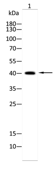 DDX39B Antibody