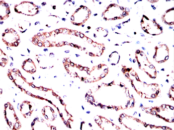 SEPTIN2 Antibody