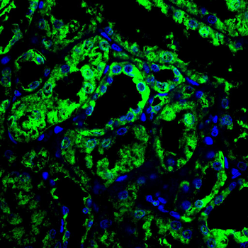 SEPTIN2 Antibody