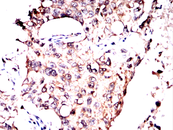 SEPTIN2 Antibody