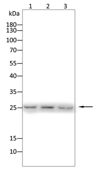 SEPTIN2 Antibody
