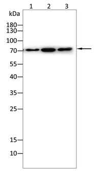 PRMT5 Antibody