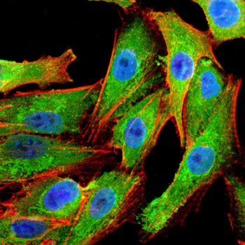 PRDX3 Antibody