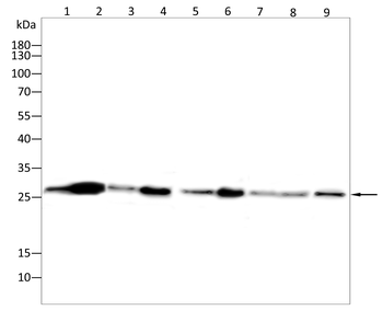 PRDX3 Antibody
