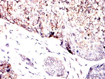 PRDX3 Antibody