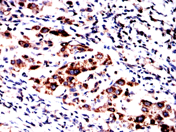 SLC7A5 Antibody