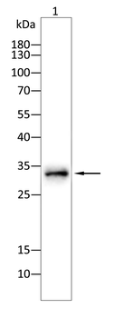 CDKN1C Antibody