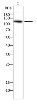 HDAC4 Antibody
