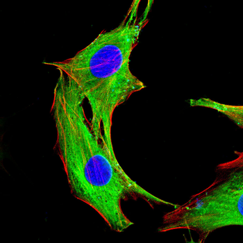 PLP1 Antibody