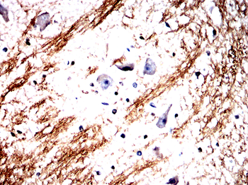 PLP1 Antibody