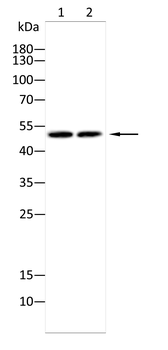 ADRB2 Antibody