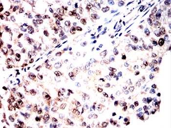 G3BP1 Antibody