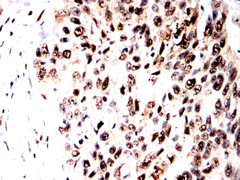 G3BP1 Antibody