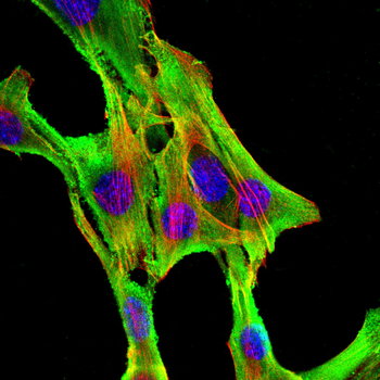 G3BP1 Antibody