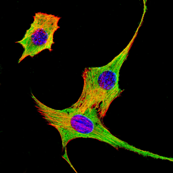 RARA Antibody