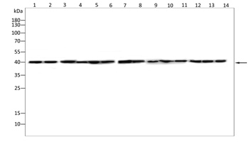 RARA Antibody