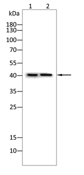 RARA Antibody