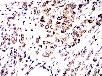 RARA Antibody