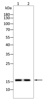 CRABP1 Antibody