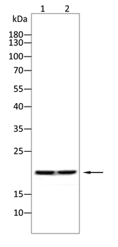 CXCL11 Antibody