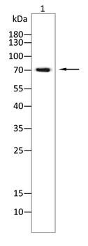DCAF13 Antibody