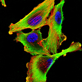 EEA1 Antibody