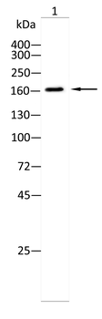 EEA1 Antibody