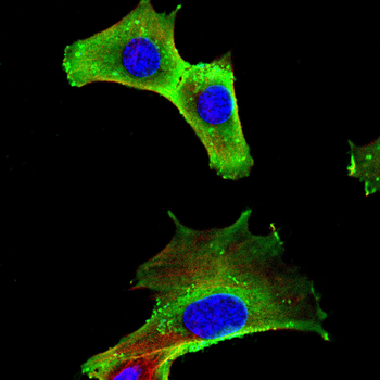 GAS6 Antibody