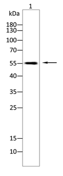 GAS6 Antibody