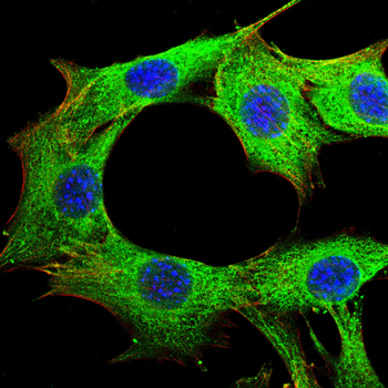 OLFM4 Antibody