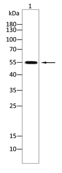 OLFM4 Antibody