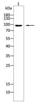 BCL11B Antibody