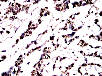 FOXM1 Antibody
