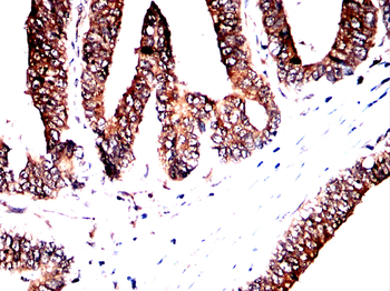 FGFR4 Antibody