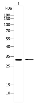 ASRGL1 Antibody